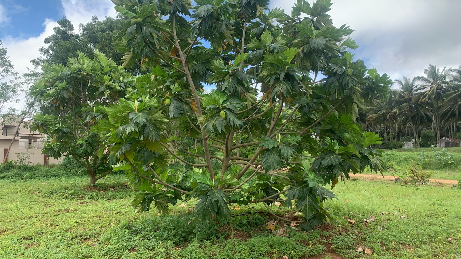 Breadfruit Farm