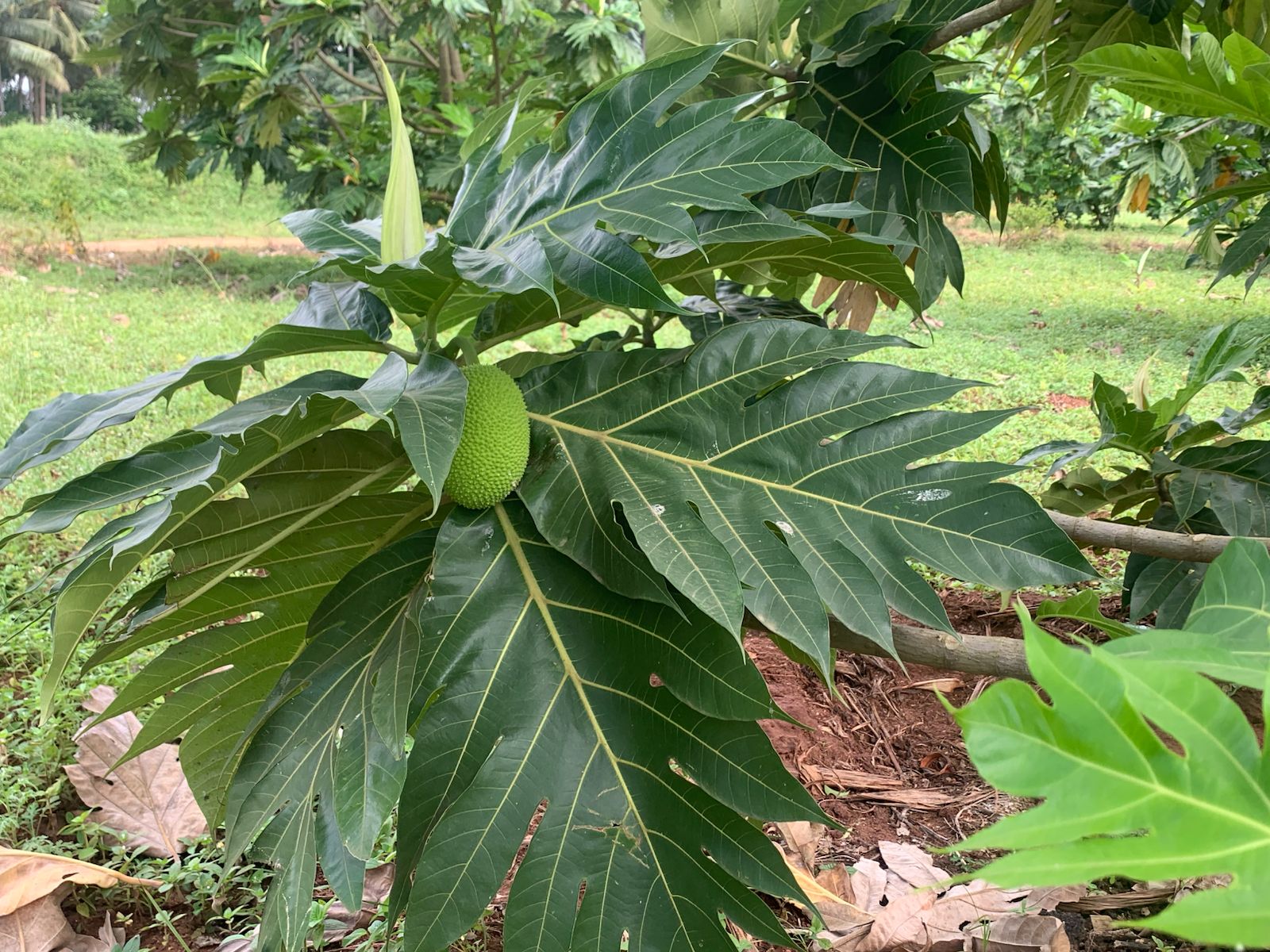 Breadfruit Orchards